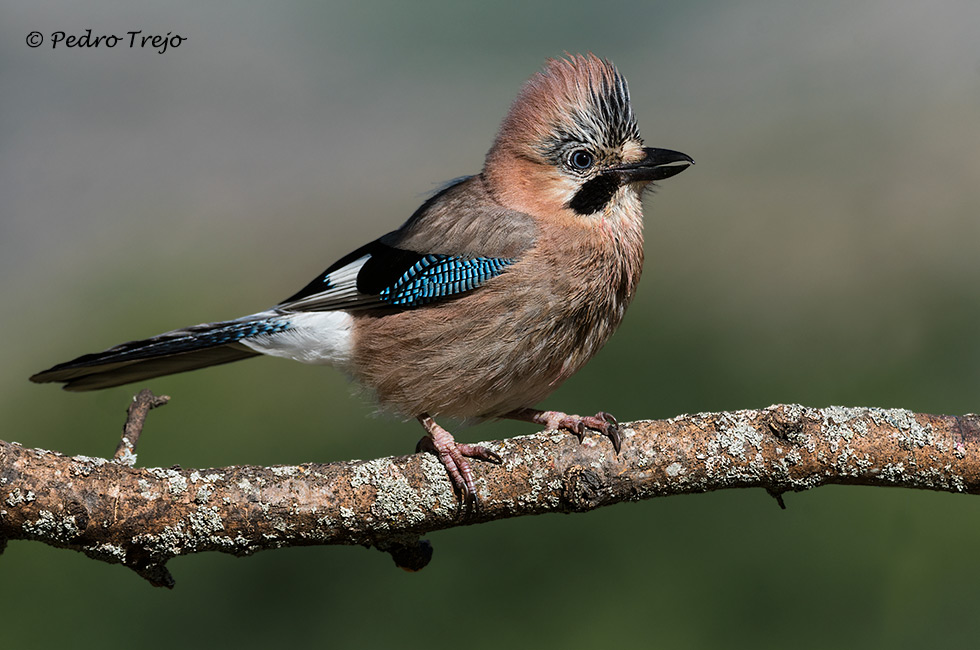 Arrendajo (Garrulus glandarius)